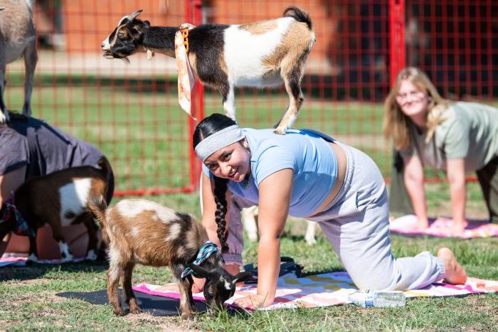 Group of students and goats doing yoga outdoors